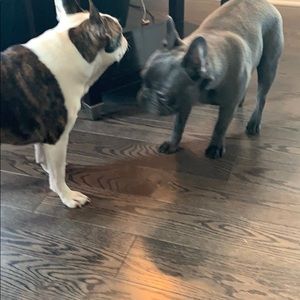 Meet your Posher, Xavier